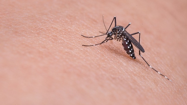 El mosquito tigre, un dolor de cabeza para la parafarmacia